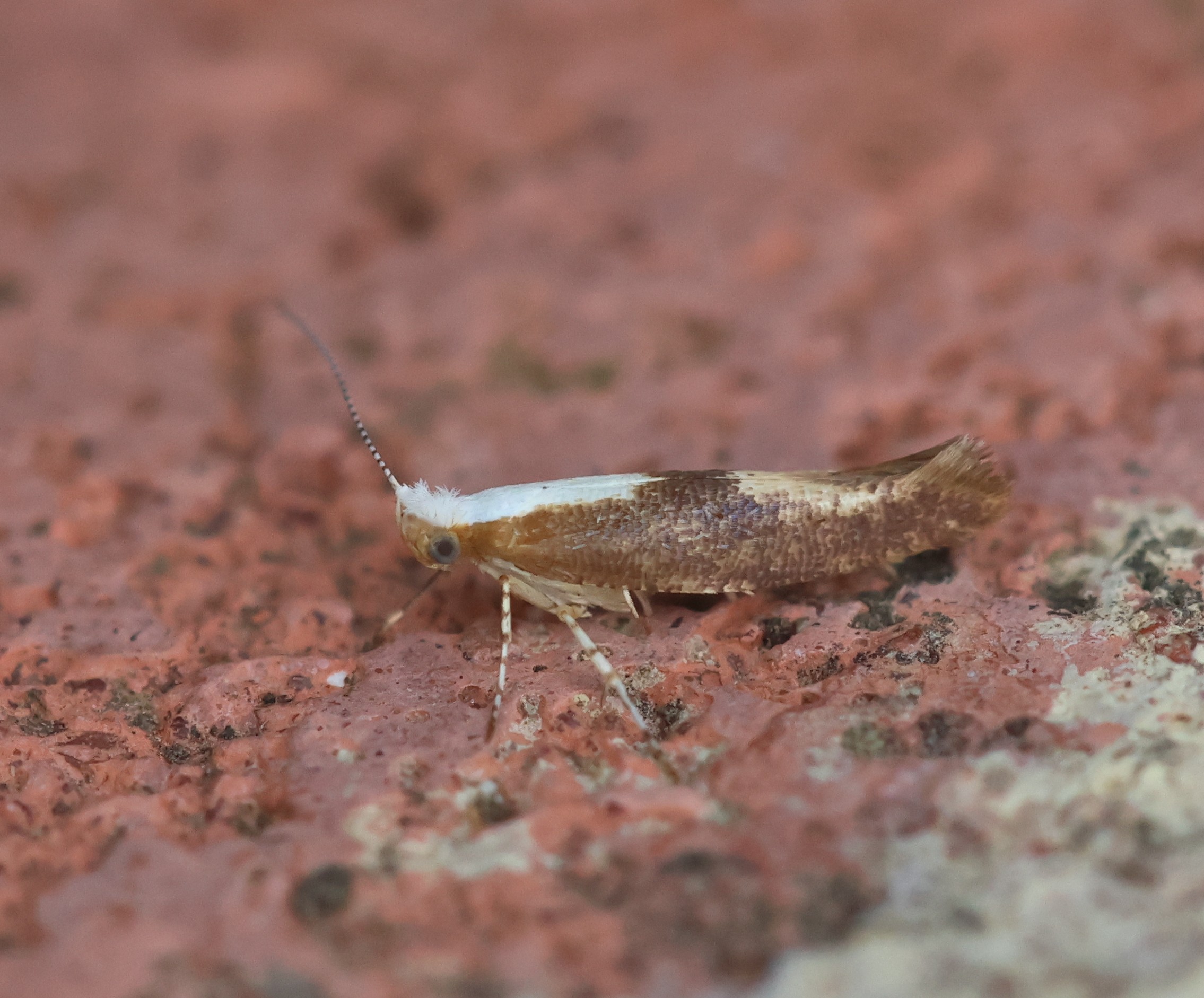 Photo of Purple Argent (Argyresthia albistria)